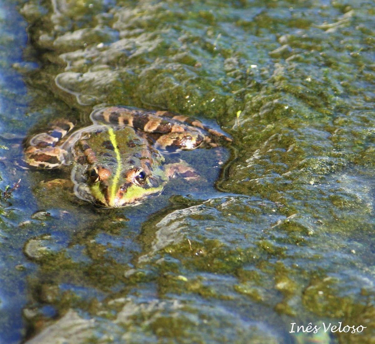 Iberian Green Frog