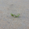 Praying Mantis