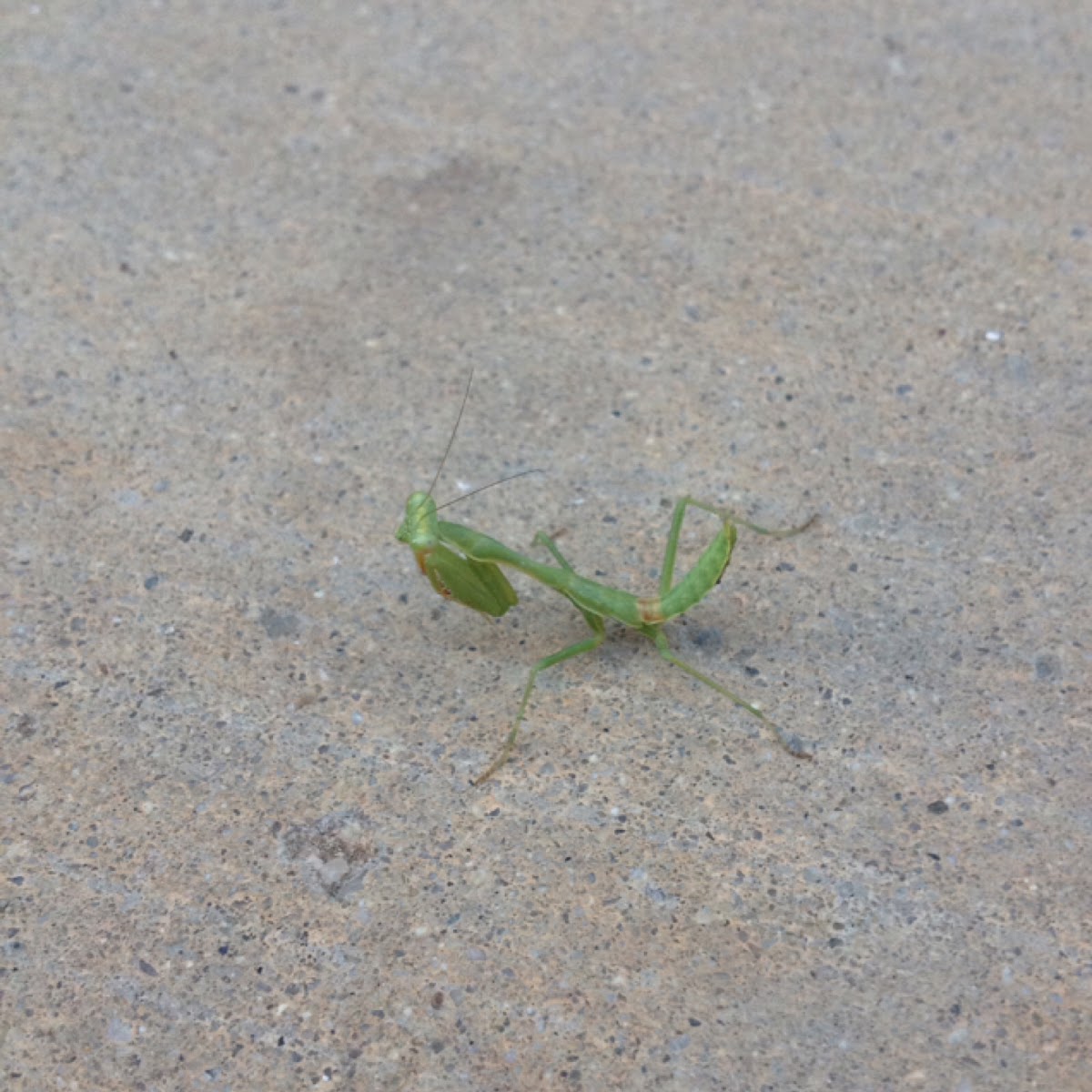 Praying Mantis