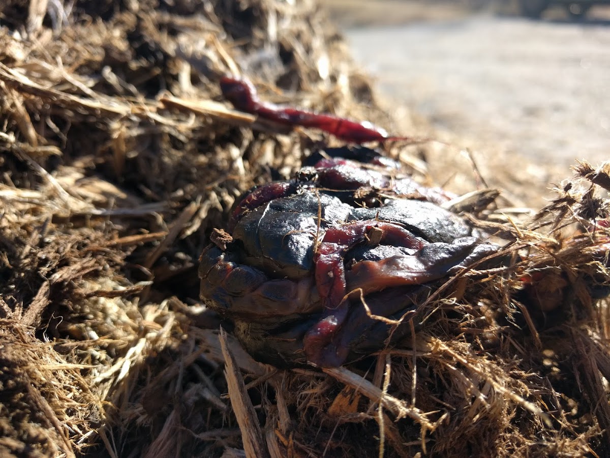 Eastern/Appalachian Cottontail (Viscera)