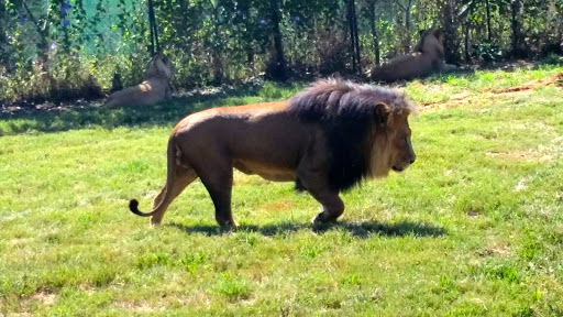 Lion Park South Africa 2015