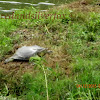 Smooth Softshell Turtle