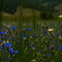 Azul di 