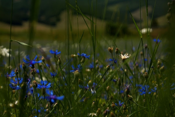 Azul di Itaca