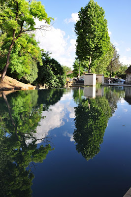 Alberi e riflessi di sabi49