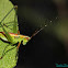 Bush Katydid nymph