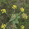 Barestem Desert Parsley