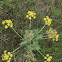 Barestem Desert Parsley