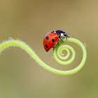 Ladybug