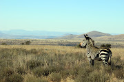 Nearly extinct in 1937, mountain zebra (Equus zebra) number more than 1,000 in the park.
