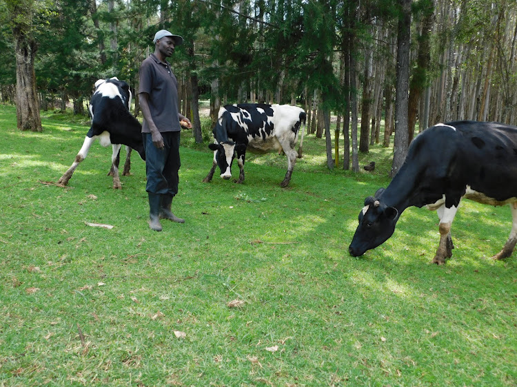 John Njega, a farmer at Mugumo, Ol Kalou attending to his cows.