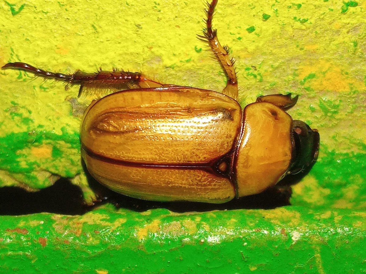 Cyclocephala sp