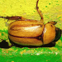 Cyclocephala sp