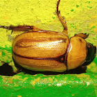 Cyclocephala sp