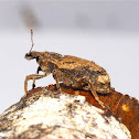 Vegetable Weevil