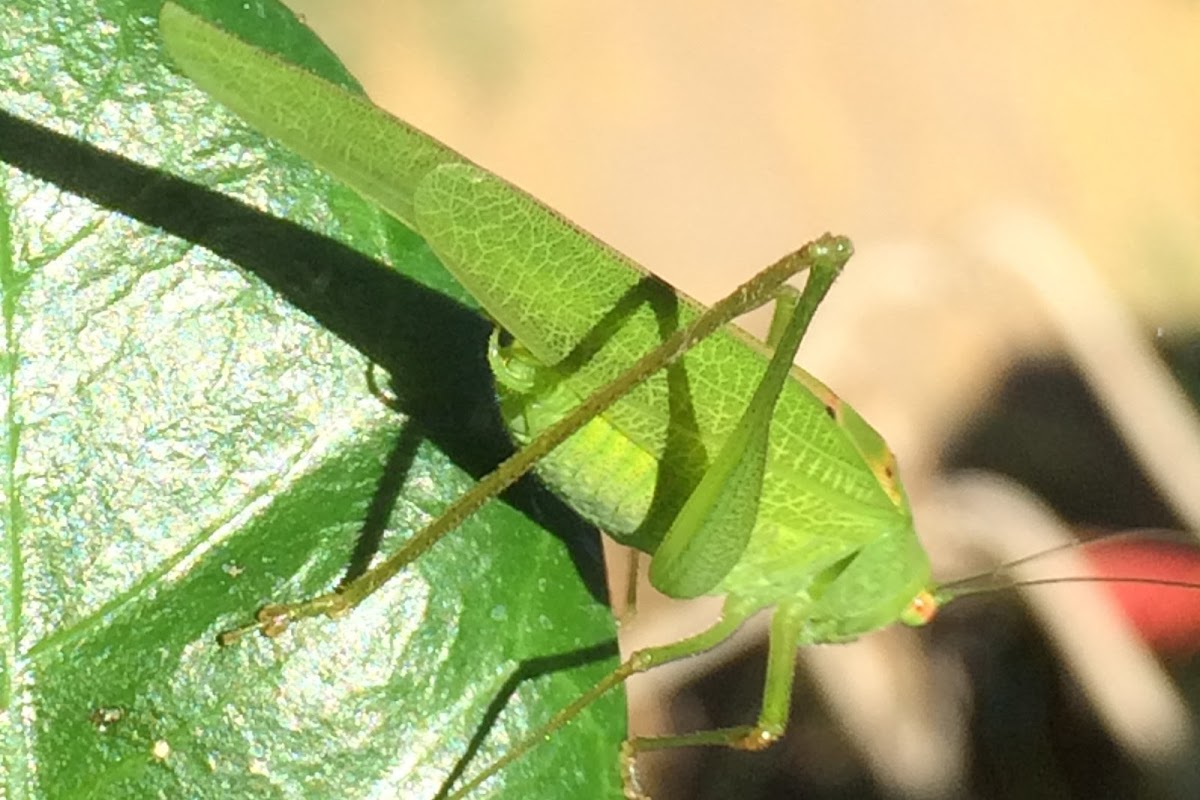 Katydid