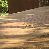 White Tailed Squirrel