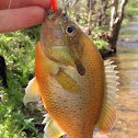 Redbreast Sunfish