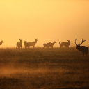 Herd of deer