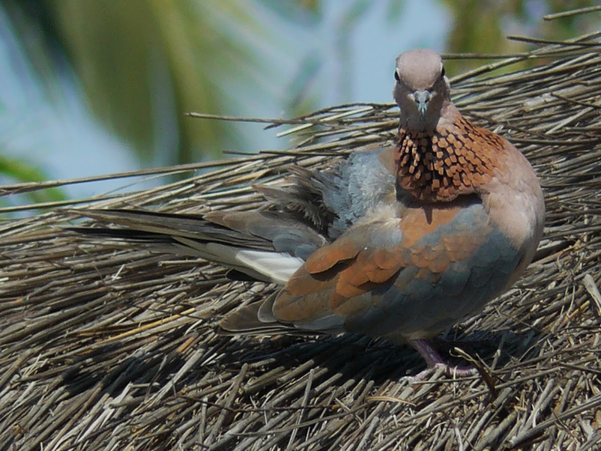 Laughing Dove