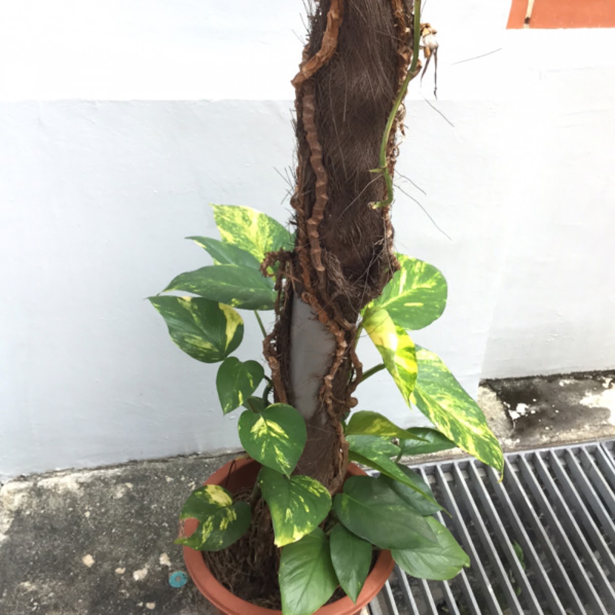 Money plant