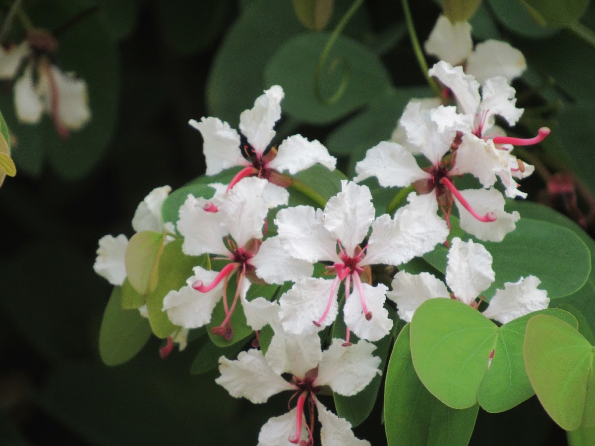 Glaucous Climbing Bauhinia