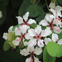 Glaucous Climbing Bauhinia