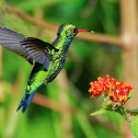 Besourinho-de-bico-vermelho(Glittering-bellied Emerald)