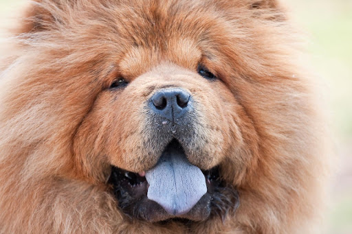 Chow Chow Pack 3 Wallpaper