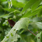 Common Palmfly