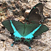 Common Banded Peacock