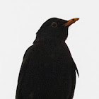 Blackbird