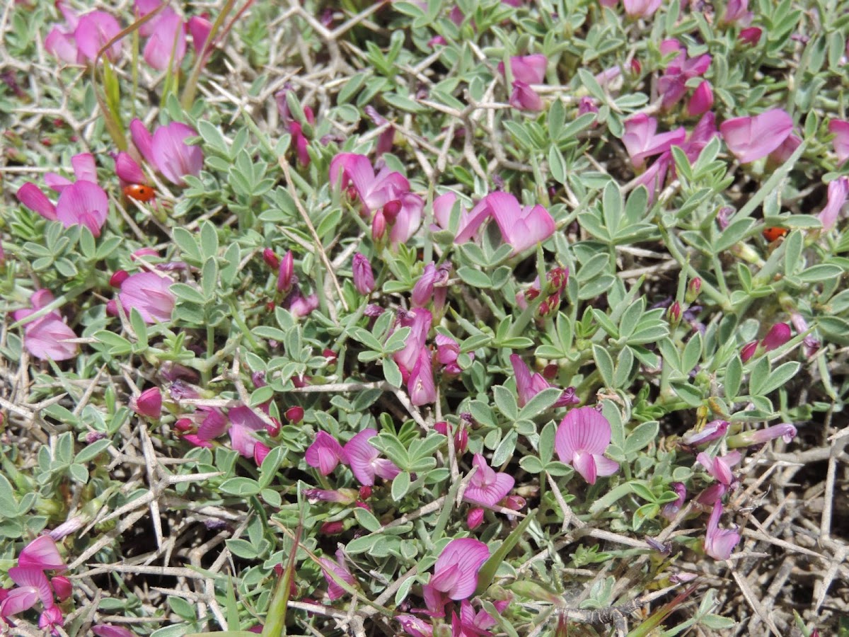 Sainfoin