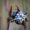 Australian Jewel Spider