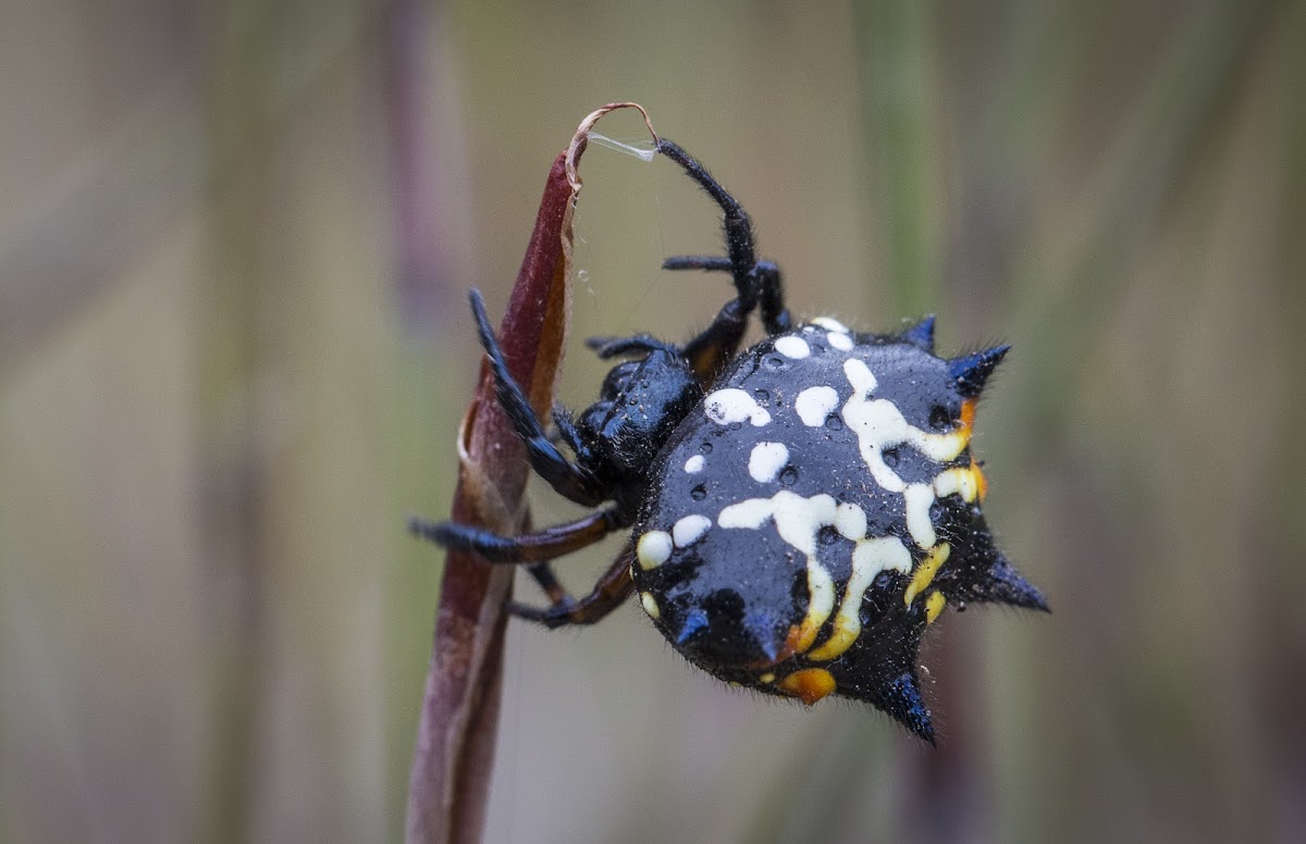 Australian Jewel Spider