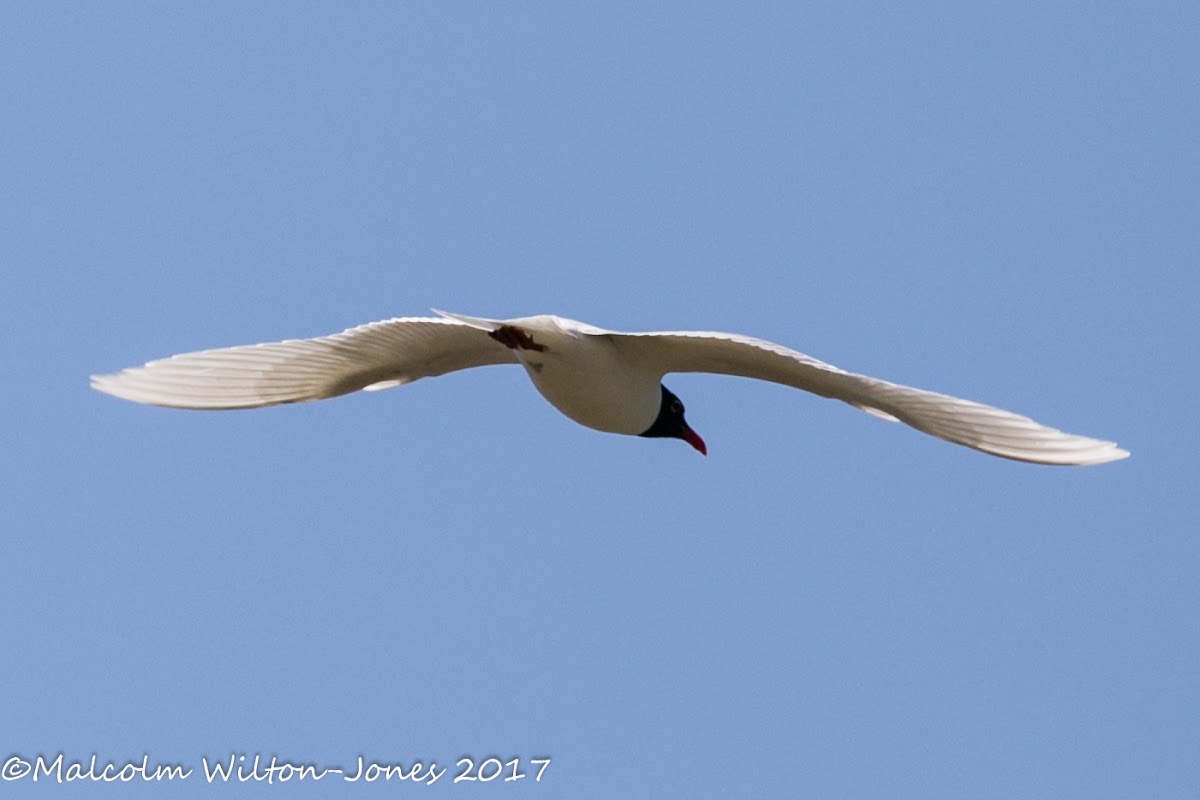 Mediterranean Gull; Gaviota Cabicinegra