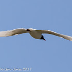 Mediterranean Gull; Gaviota Cabicinegra