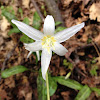 White fawn lily