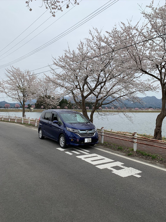 フリードの桜満開コラボ・山形に関するカスタム事例の投稿画像1枚目