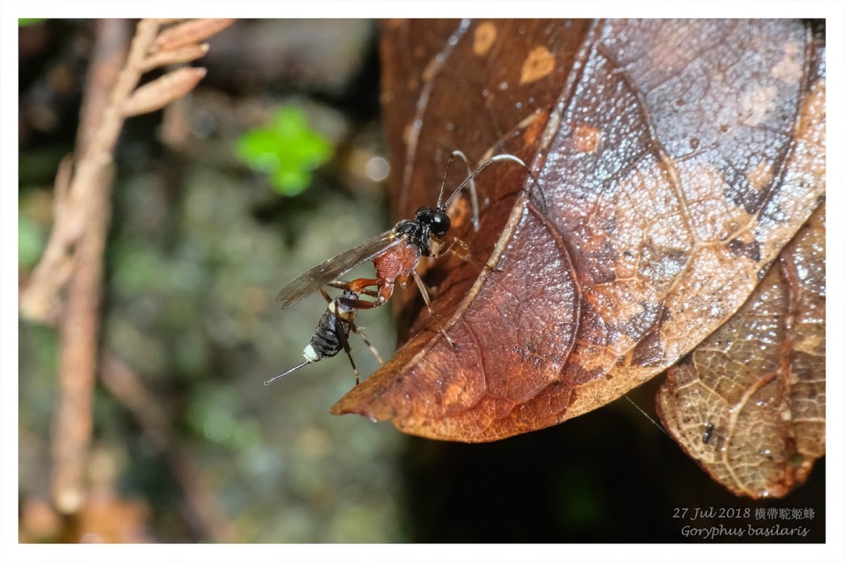 Goryphus basilaris 橫帶駝姬蜂