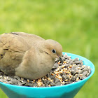 Mourning Dove