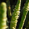 Virginia Glasswort