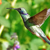 Beija-flor-de-orelha-violeta(White-vented Violetear)