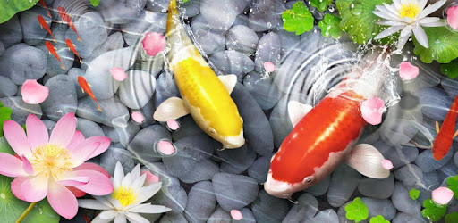 Fish Live Wallpaper 3D: Lively Koi Fish Background on Windows PC Download  Free  .
