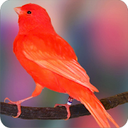 Chirping Canary Complete New  Icon