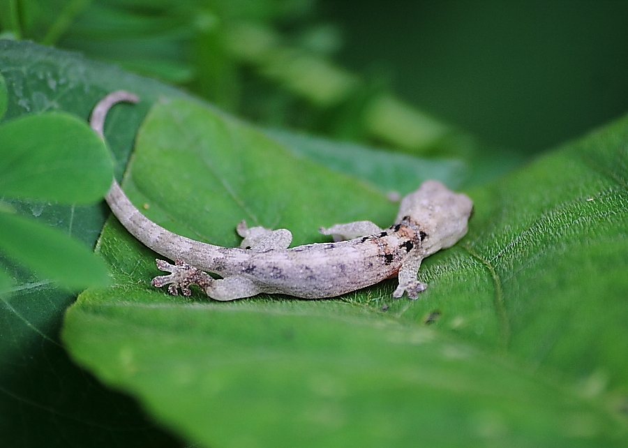 Indo -Pacific Slender Gecko