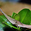 Conehead Vegetable Grasshopper