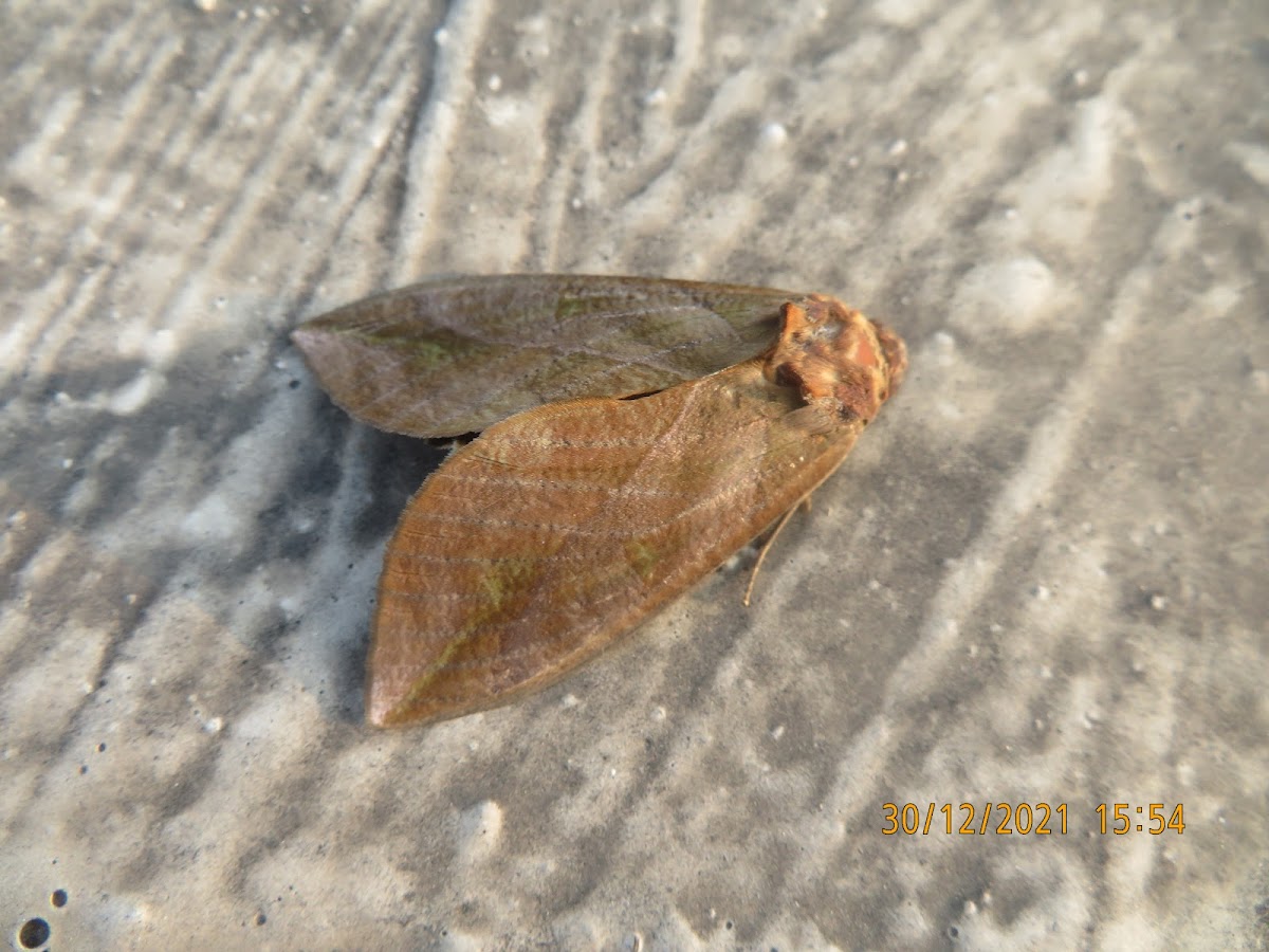 Underwing Moth/Fruit Piercer