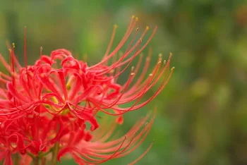 「花咲病〜その花咲く時〜」のメインビジュアル