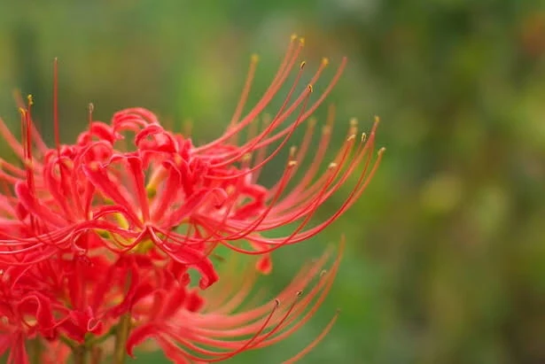 「花咲病〜その花咲く時〜」のメインビジュアル